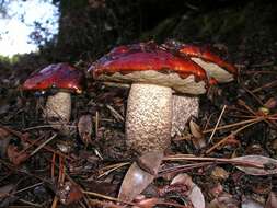 Image of Leccinum manzanitae Thiers 1971