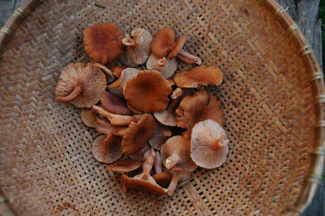 Image of Lactarius rubidus (Hesler & A. H. Sm.) Methven 2013