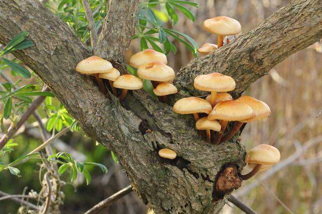 Plancia ëd Flammulina lupinicola (Redhead & R. H. Petersen) C. Hahn 2016