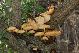 Plancia ëd Flammulina lupinicola (Redhead & R. H. Petersen) C. Hahn 2016