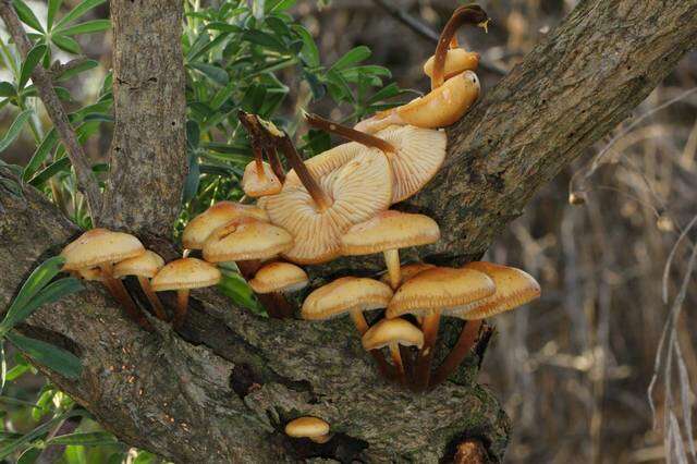 Plancia ëd Flammulina lupinicola (Redhead & R. H. Petersen) C. Hahn 2016