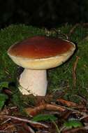 Image of Boletus