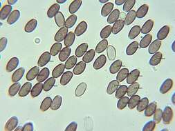 Plancia ëd Psathyrella longistriata (Murrill) A. H. Sm. 1949