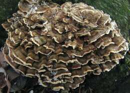 Image of Trametes