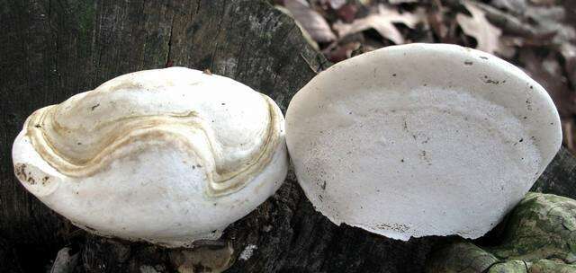 Image of Ganoderma