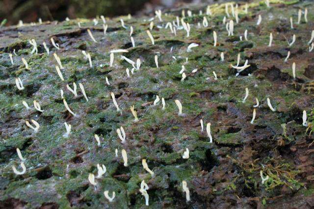 Image de Clavulinaceae