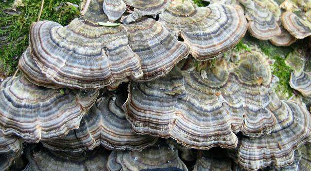 Image of Trametes