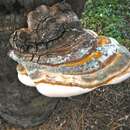 Image of Ganoderma zonatum Murrill 1902