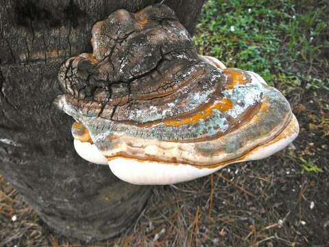 Image of Ganoderma