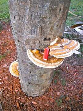 Image of Ganoderma