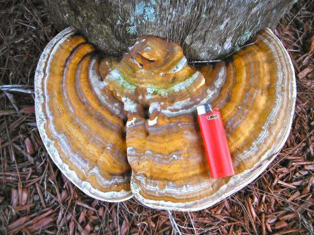 Image of Ganoderma