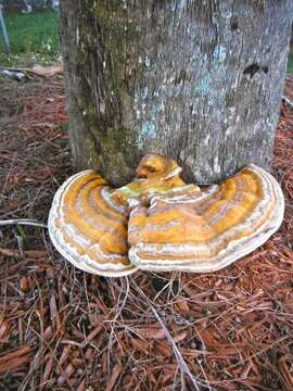 Image of Ganoderma