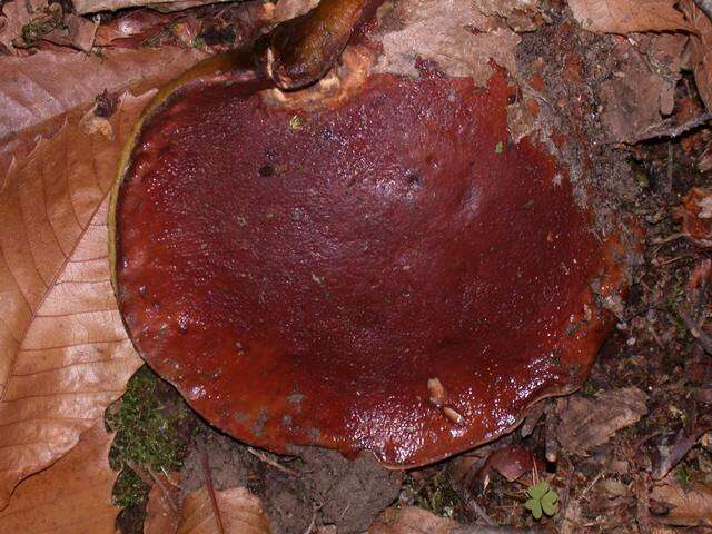 Image of Boletus regineus D. Arora & Simonini 2008