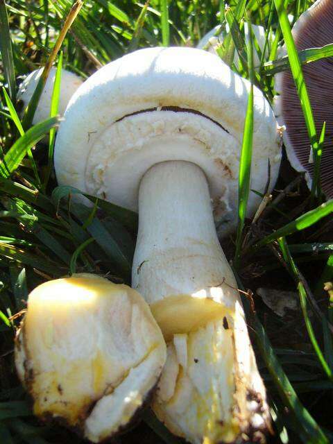 Image of yellow-stainer