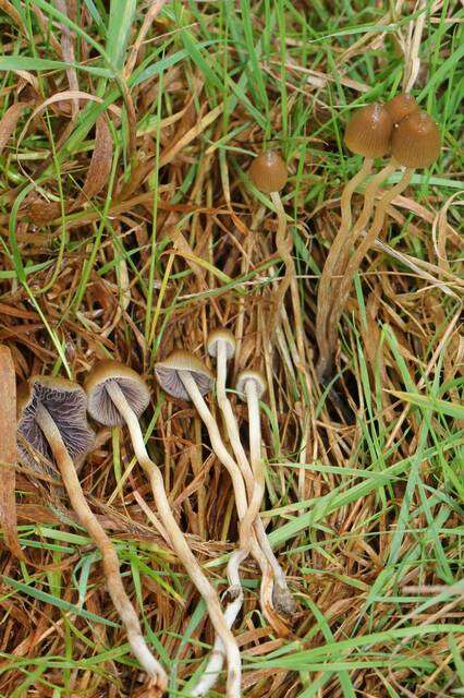 Plancia ëd Psilocybe semilanceata (Fr.) P. Kumm. 1871