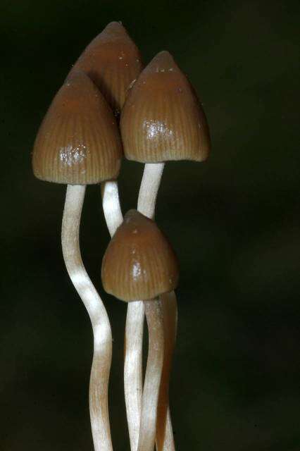 Plancia ëd Psilocybe semilanceata (Fr.) P. Kumm. 1871