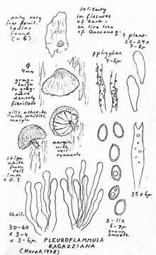 Image of Simocybe