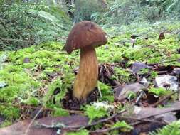 Image of Boletus fibrillosus Thiers 1975