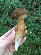 Image of Boletus fibrillosus Thiers 1975