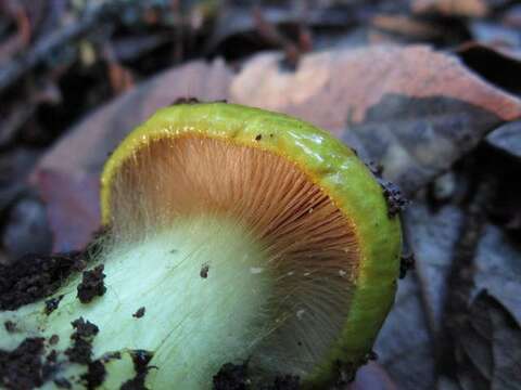 Imagem de Cortinarius viridirubescens M. M. Moser & Ammirati 1997