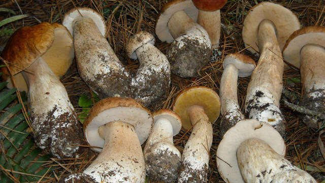 Image of Boletus