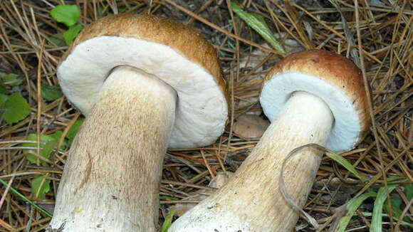 Image of Boletus