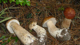 Image of Boletus