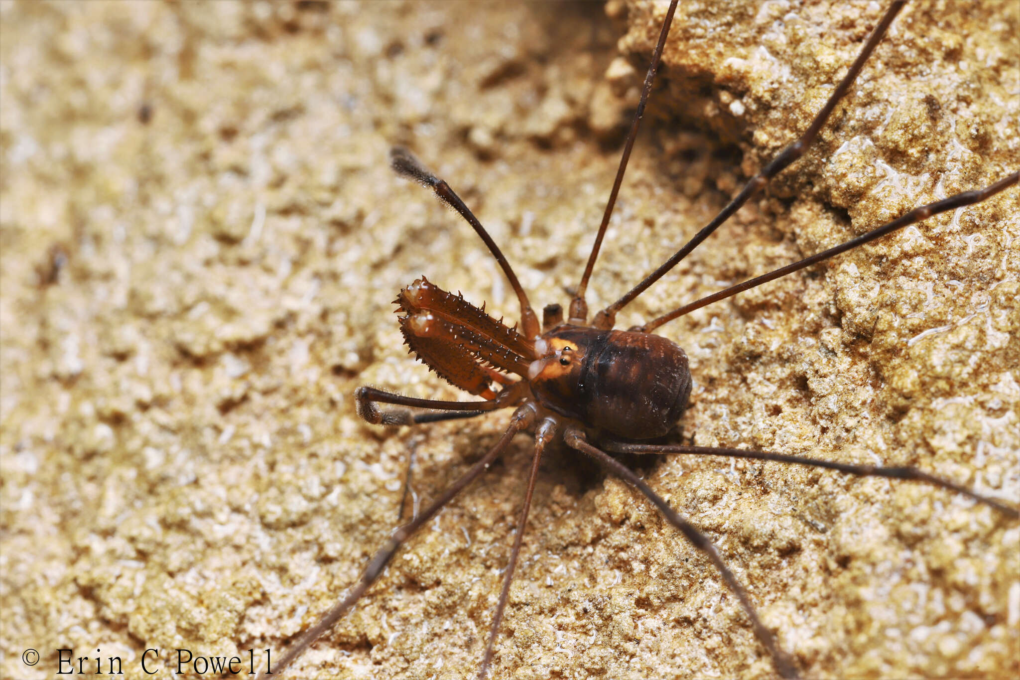 Image of Forsteropsalis photophaga