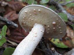 Image of Suillus pungens Thiers & A. H. Sm. 1964