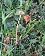 Image of Conocybe