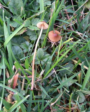 Conocybe resmi