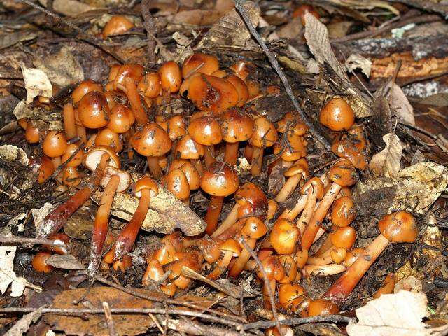 Phaeocollybia resmi