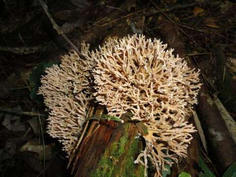 Ramaria pinicola (Burt) Corner 1961 resmi