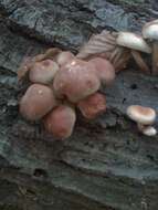 Image of Hypholoma