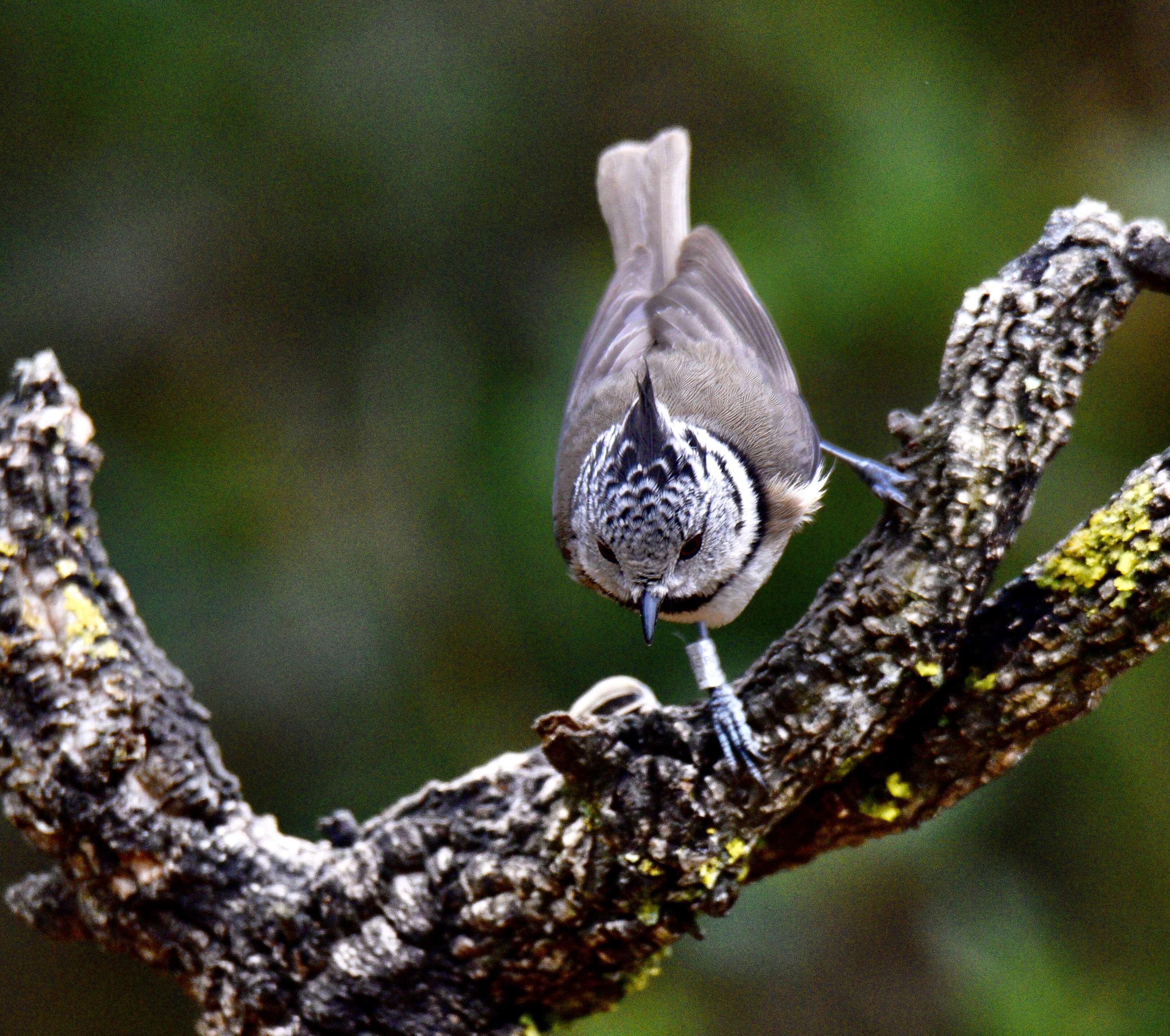 Image of Lophophanes Kaup 1829