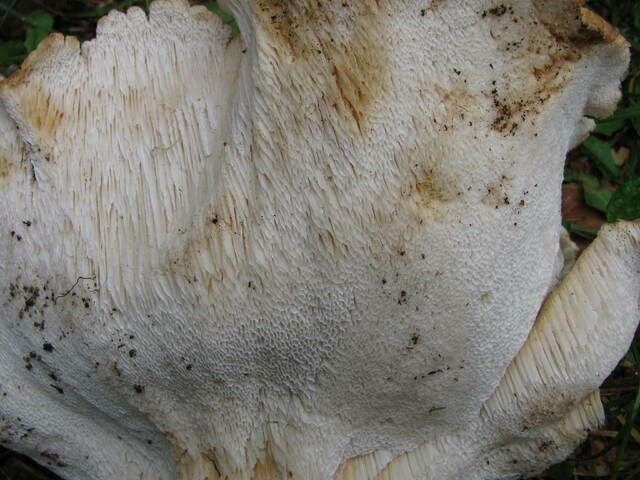 Sivun Bondarzewiaceae kuva