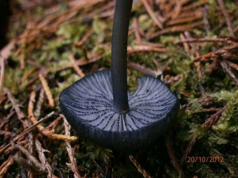 Image of Entoloma