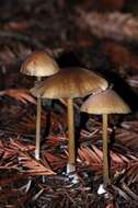 Image of Entoloma formosum (Fr.) Noordel. 1985