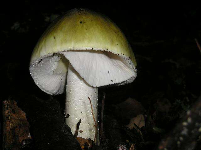 Image of Amanita