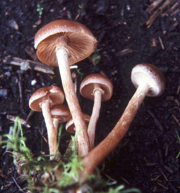 Image of Tubaria confragosa (Fr.) Harmaja 1978