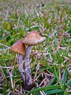 Image of Psilocybe zapotecorum R. Heim 1957