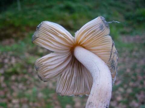 Image of Psilocybe zapotecorum R. Heim 1957