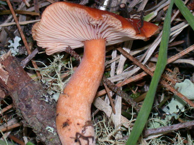 Image of Lactarius rubidus (Hesler & A. H. Sm.) Methven 2013