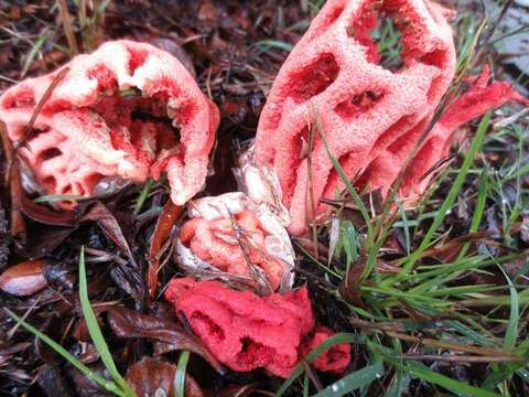 Image of Clathrus