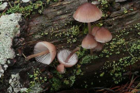 Imagem de Mycena elegantula Peck 1895