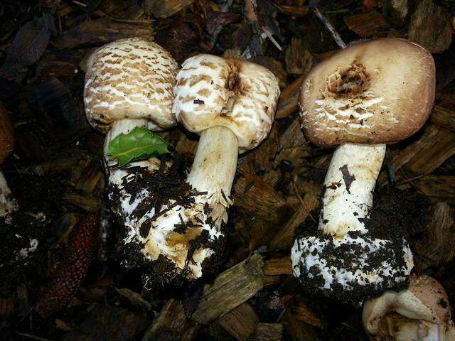 Image of Chlorophyllum brunneum (Farl. & Burt) Vellinga 2002