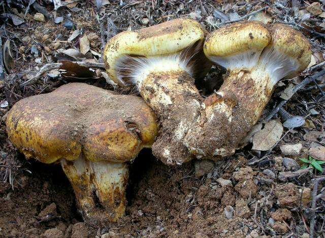 Imagem de Cortinarius ponderosus A. H. Sm. 1939