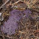 Ramaria purpurissima R. H. Petersen & Scates 1988 resmi