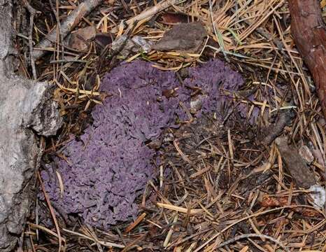 Image of Ramaria purpurissima R. H. Petersen & Scates 1988