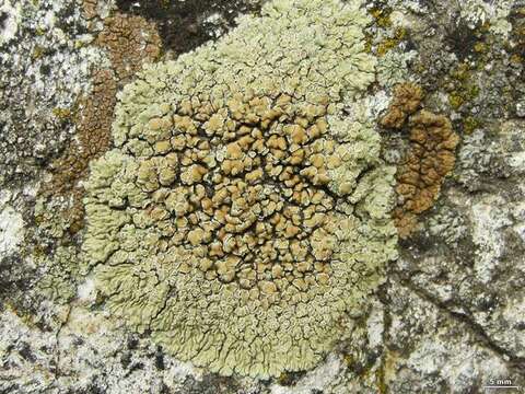 Image of <i>Lecanora muralis</i> (Schreber) Rabenh.